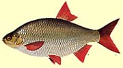 Rotfeder