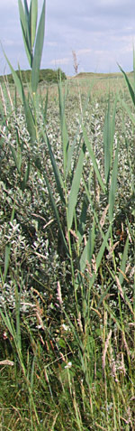 Feuchtgebiet