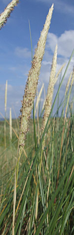 Strandhafer