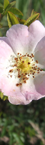 wilde Rosen