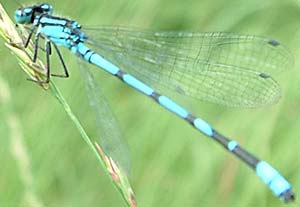 Libelle