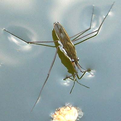 Wasserfloh