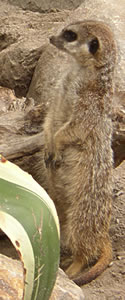 Erdmännchen Erdmännchen