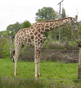 Giraffe Giraffe