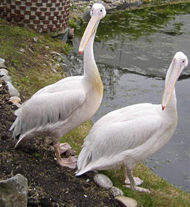 Pelikane