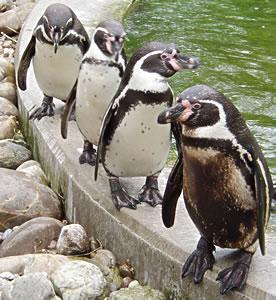 Pinguine