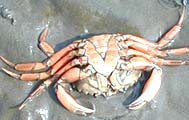 Strandkrabbe