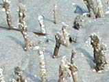 Röhre des Bäumchenröhrenwurms. Durch die Röhre versorgt sich der Bäumchenröhrenwurm mit Atemwasser. Die Röhre  ist beidseitig offen und besteht aus verklebten Schillteilchen aus der Bodenumgebung.