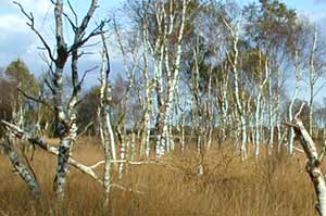 Birken im Hochmoor