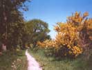 Ginsterbl�te im Mai