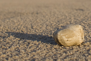 Strandgut auf Spiekeroog