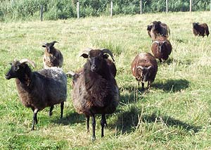 Heidschnucken Heidschnucken