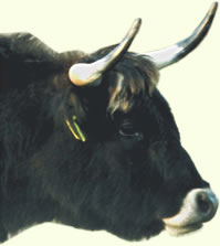 Alte Haustierrassen in OstFriesland Alte Haustierrassen in OstFriesland