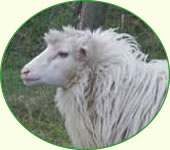 Moorschnucke Moorschnucke