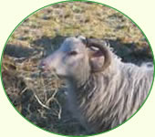 Weiße Gehörnte Weiße Gehörnte