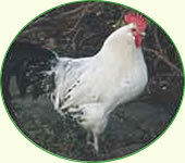 Ostfriesische Möwen Ostfriesische Möwen