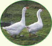 Emder Gänse Emder Gänse