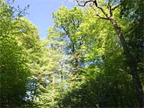 Eichen und Buchen im Neuenburger Urwald