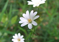 Sternmiere