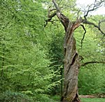 Eiche im Neuenburger Urwald