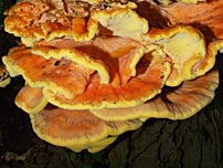 Pilze