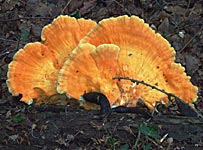 Pilze