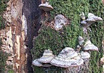 Pilze und Moos