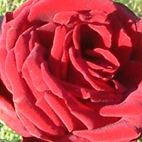 Schwarze Madonna, Rosarium