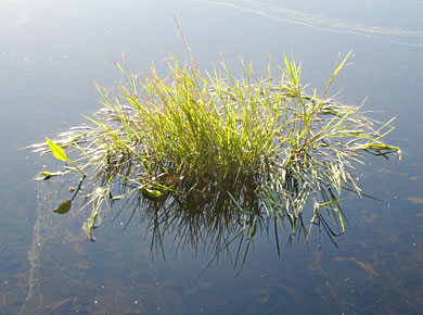 Moorwasser mit Gras